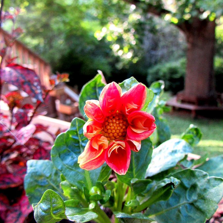 Red Leaf River Inn Waynesville Luaran gambar